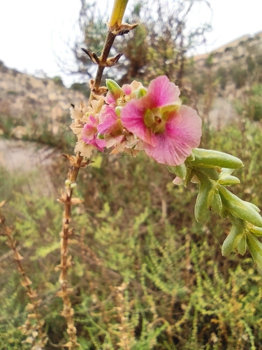 Image of Salsola oppositifolia by (c) Daniel Heras González, some rights reserved (CC BY)