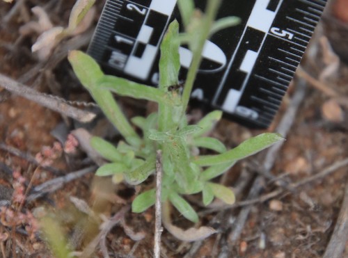 Image of Gamochaeta stagnalis by (c) Millie Basden, some rights reserved (CC BY)