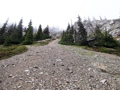 Delphinium glareosum