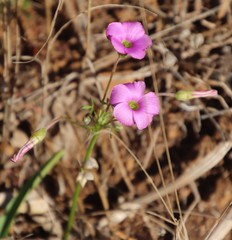 Oxalis bifida