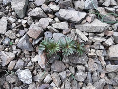 Delphinium glareosum