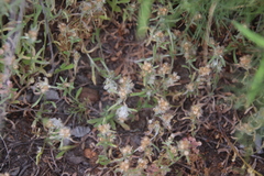 Gamochaeta stagnalis