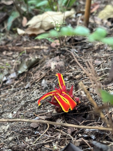 Etlingera littoralis, photograph 1