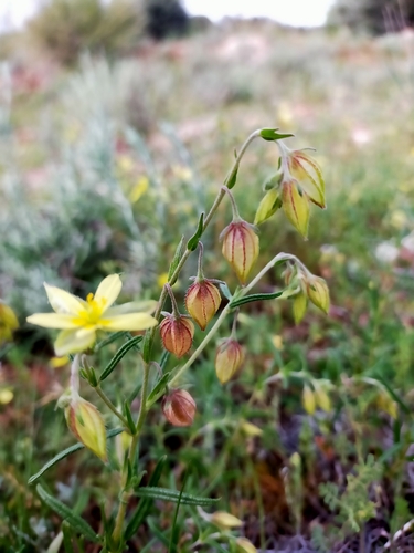 Helianthemum aegyptiacum (Helianthemum aegyptiacum)