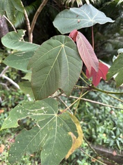 Macaranga triloba, photograph author not stated, no rights reserved