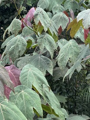 Macaranga triloba