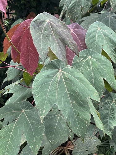 Macaranga triloba, photograph 2