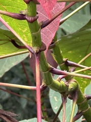 Macaranga triloba, photograph author not stated, no rights reserved