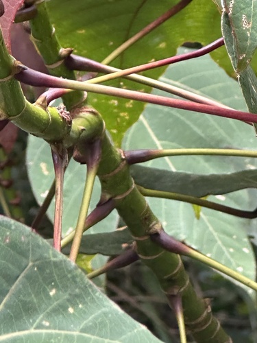 Macaranga triloba, photograph 4