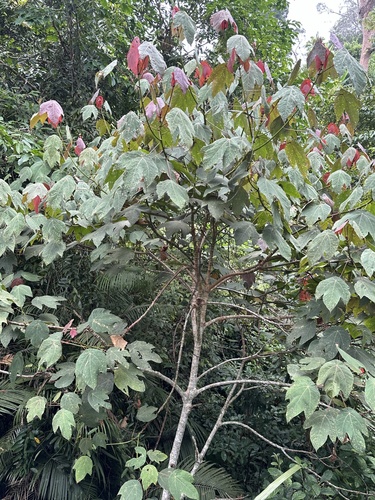 Macaranga triloba, photograph 5