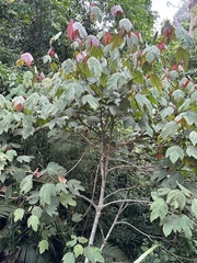 Macaranga triloba, photograph author not stated, no rights reserved