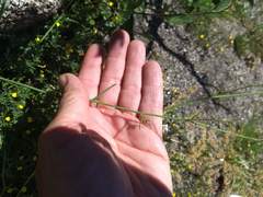 Saltugilia australis