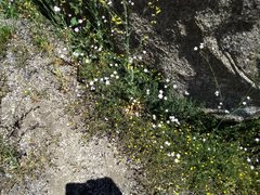 Saltugilia australis