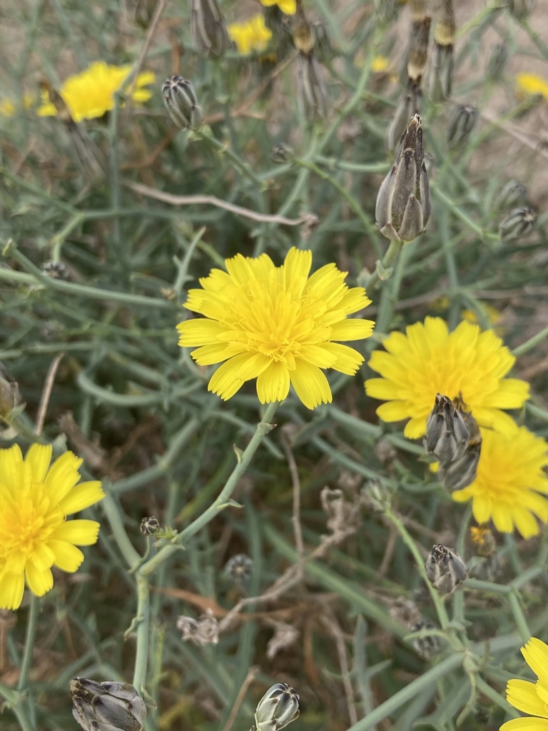 Launaea fragilis