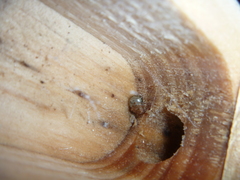 Cryptachaea blattea