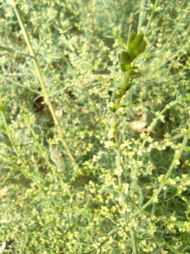 Image of Salsola oppositifolia by (c) Daniel Heras González, some rights reserved (CC BY)