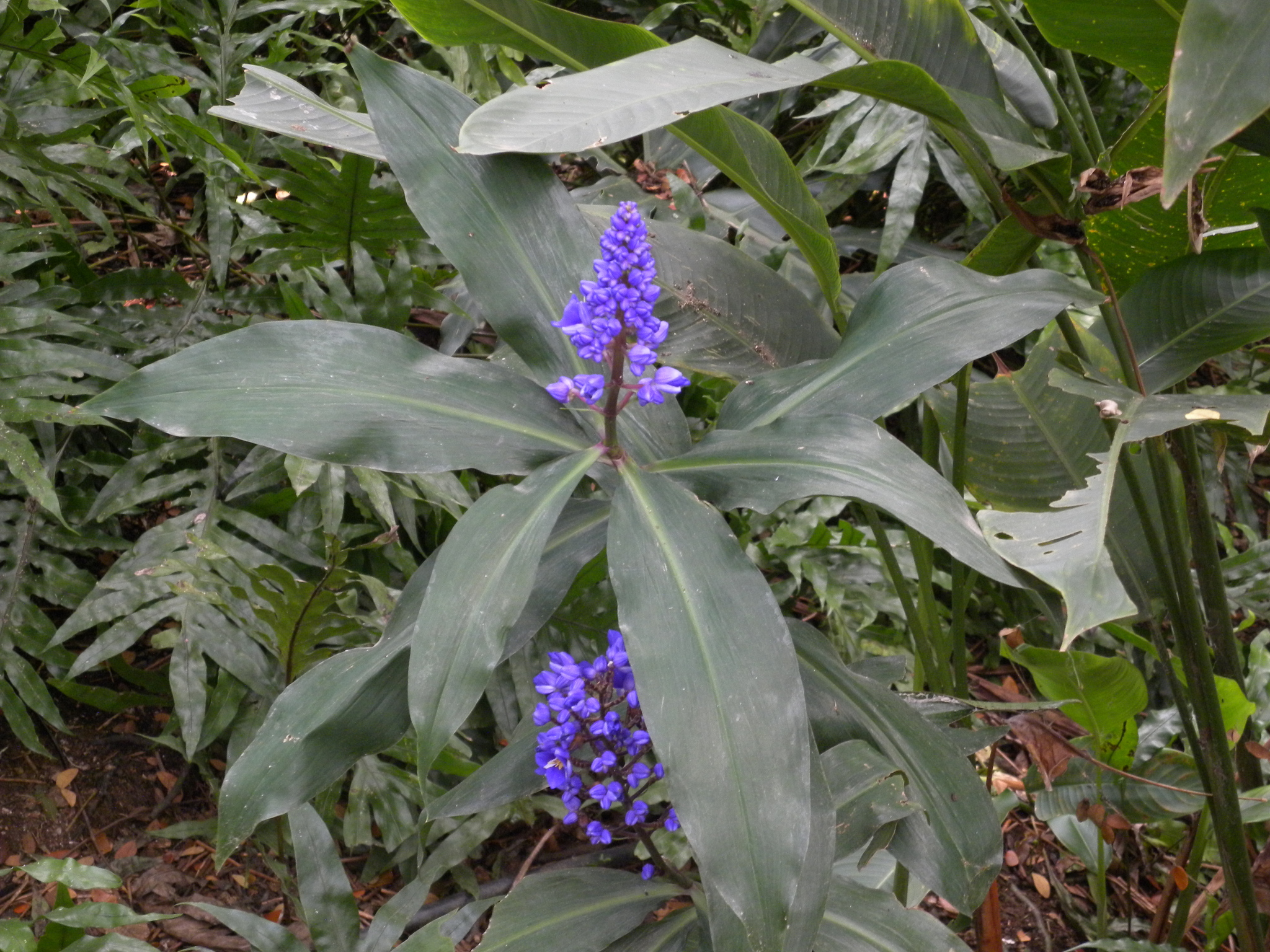 Imagem de Ginger-azul