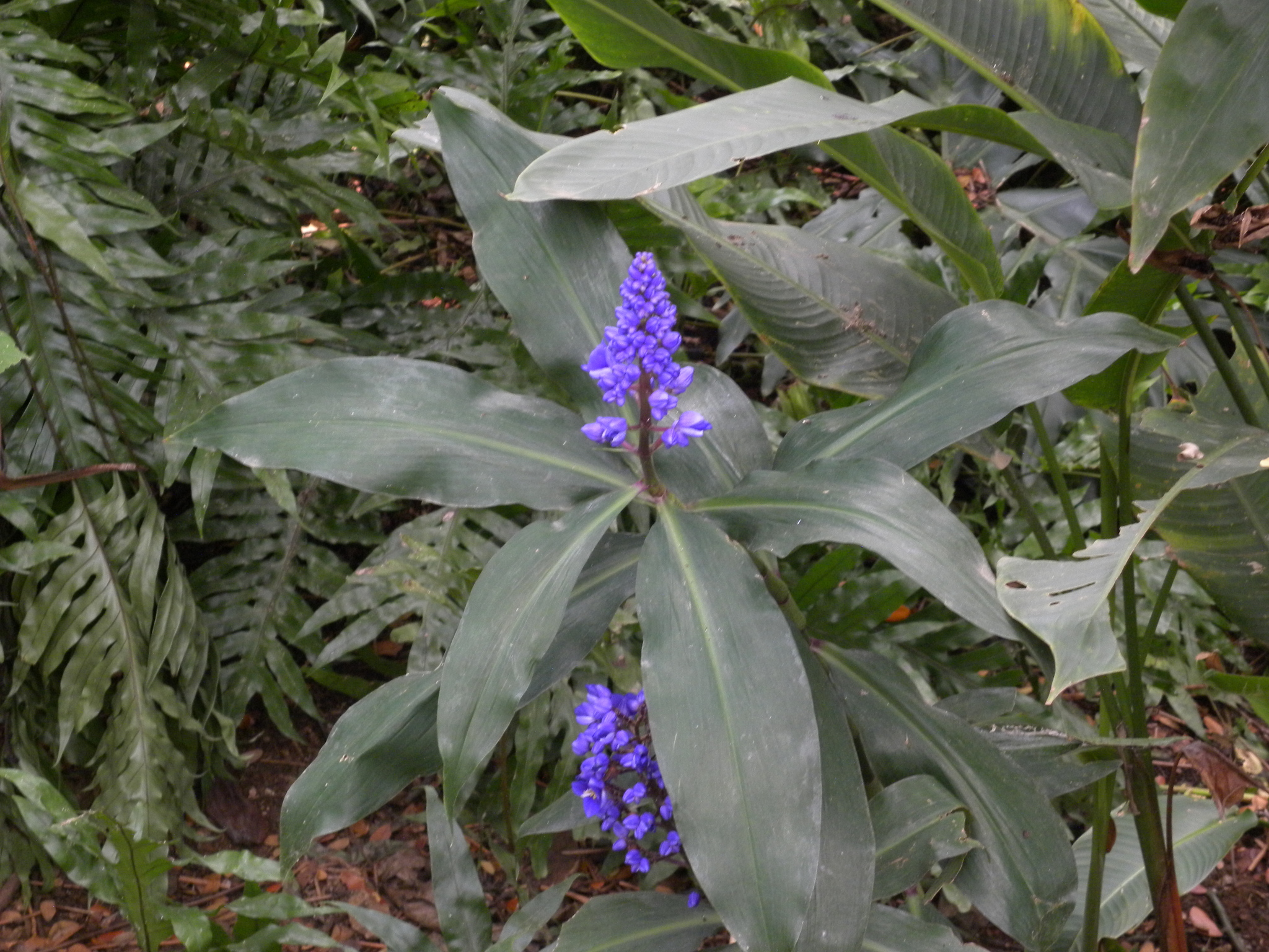 Imagem de Ginger-azul