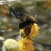 Creosote Digger-cuckoo Bee - Photo no rights reserved, uploaded by Kyle Nessen