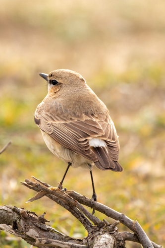Collalba isabel (Oenanthe isabellina)