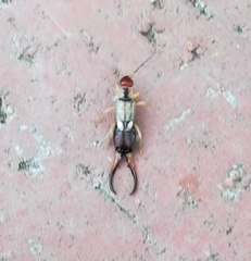Forficula auricularia
