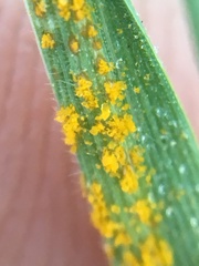 Puccinia hordei