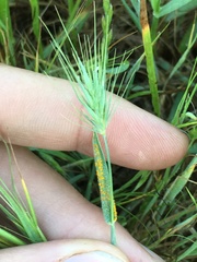 Puccinia hordei