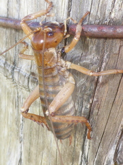 Hemideina ricta