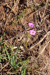 Oxalis bifida