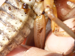 Hemideina ricta