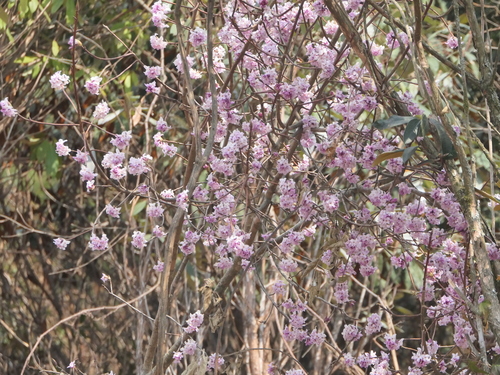 Image of Daphne bholua by (c) Sagnik Dutta Roy, some rights reserved (CC BY)