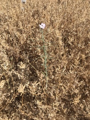 Stephanomeria exigua exigua