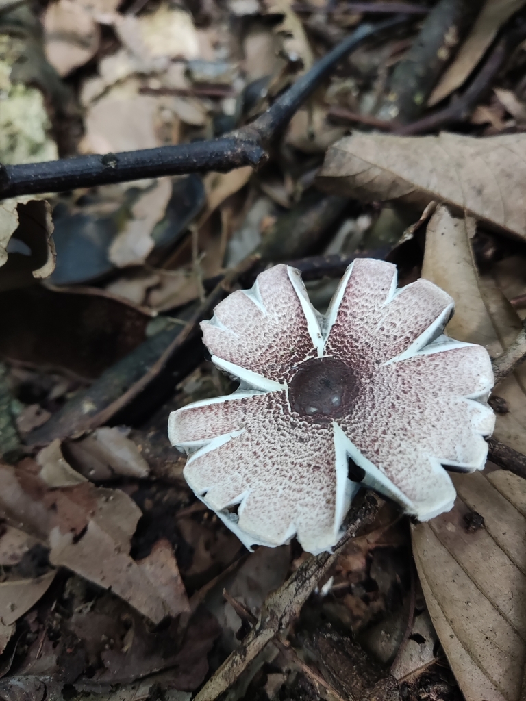 Leucocoprinus brebissonii · March 2024 · photo: © martin_vallejos (iNaturalist, cc-by)