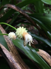 Carex fraseriana