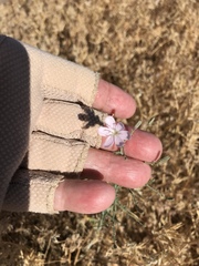 Stephanomeria exigua exigua