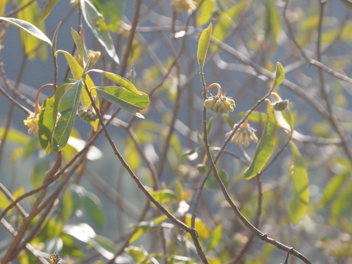 Image of Edgeworthia gardneri by (c) Sagnik Dutta Roy, some rights reserved (CC BY)