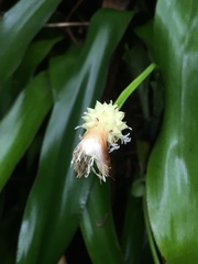 Carex fraseriana