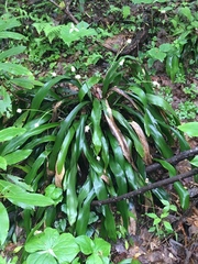 Carex fraseriana