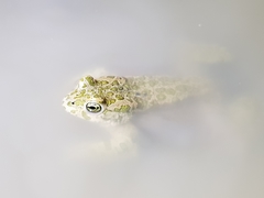 Bufotes viridis balearicus