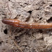 Square-tailed Worm - Photo (c) Fabien Piednoir, some rights reserved (CC BY-SA), uploaded by Fabien Piednoir