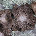 Common Toadskin Lichen - Photo (c) kueda, some rights reserved (CC BY), uploaded by Ken-ichi Ueda