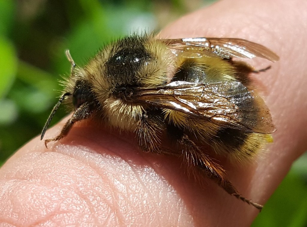 FuzzyHorned Bumble Bee from Fairmont, Eugene, OR 97403, USA on April 26, 2019 at 0414 PM by