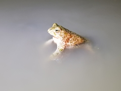 Bufotes viridis balearicus