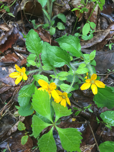 Chrysogonum virginianum