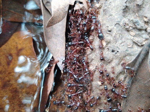 Dorylus nigricans burmeisteriDorylus nigricans burmeisteri