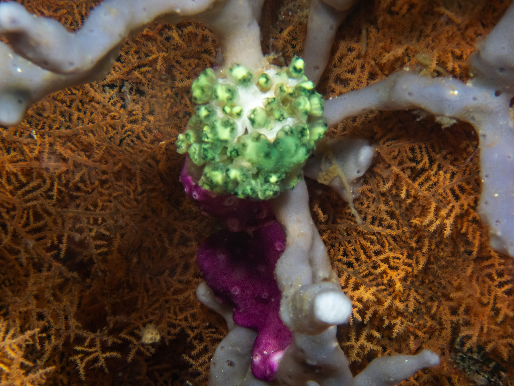 Rhipidipathes reticulata