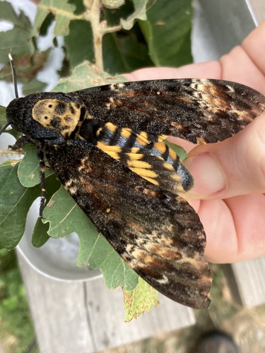 Acherontia atropos