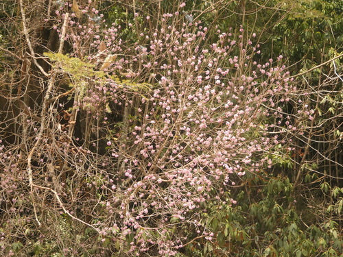 Image of Daphne bholua by (c) Sagnik Dutta Roy, some rights reserved (CC BY)