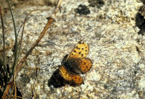 Polycaena timur