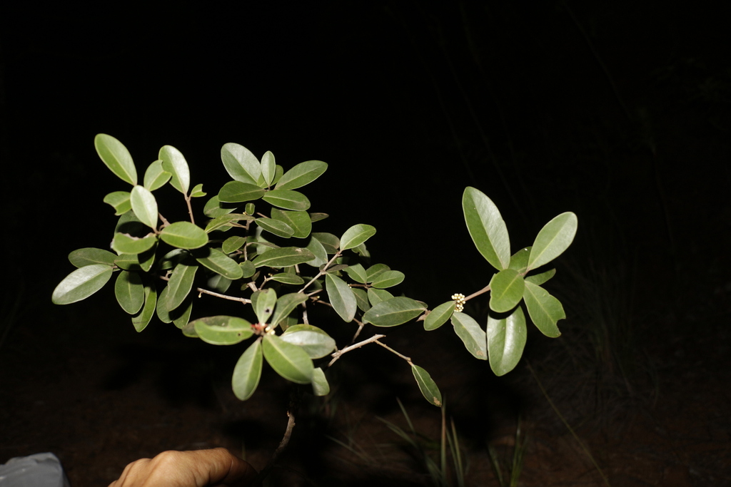 Pycnandra deplanchei